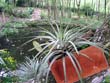 JARDINES EN LA CIUDAD DE BUCARAMANGA