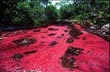 R�o Ca�o Cristales. Sierra de la Macarena