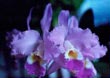 Cattleya Mendelii